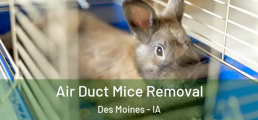 Air Duct Mice Removal Des Moines - IA